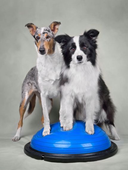 Hunde auf dem Trainingsball