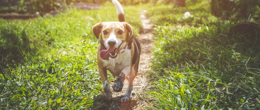 Ein Beagel beim Probetag für Hundetraining und Pension