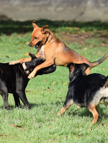 Hunde müssen auch ausgelassen spielen