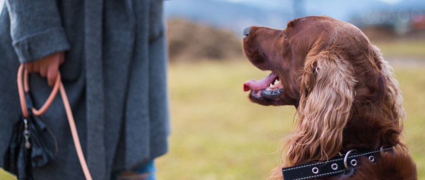 Hundetraining gemeinsam mit dem Hund