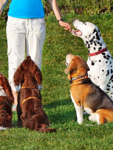 Hunde verschiedener Rassen machen Sitz