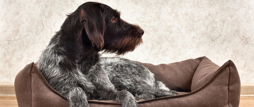 Nach einem erfolgreichen Hundetraining heißt es entspannen