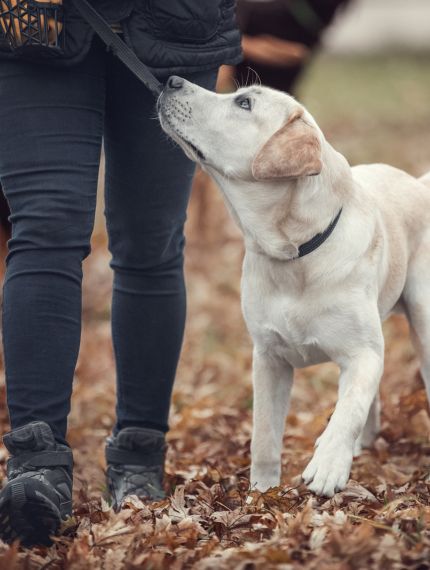 Hund beim Training um neben dem Herrchen gehen zu lernen