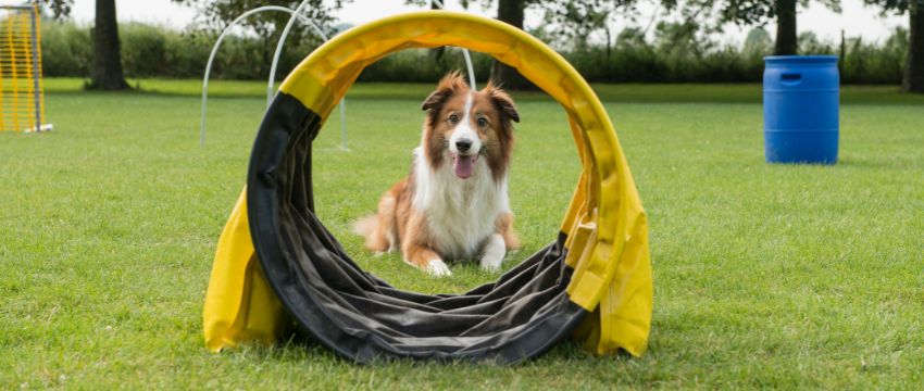 Agiles Hundetraining auf dem Trainingsplatz