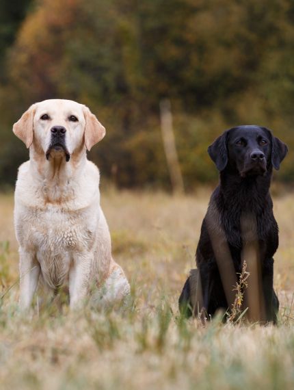 Hunde verschiedener Rassen