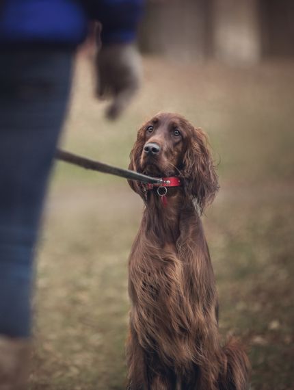 Hund beim Training an der Leine