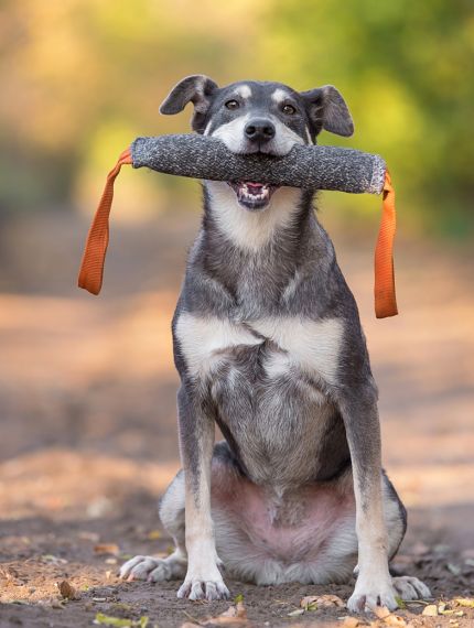 Hundetraining mit Stock und Belohnung