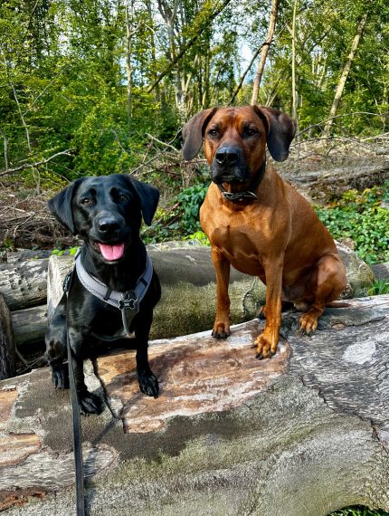 Zwei Hunde in der Natur am Bach