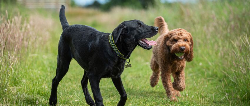 Hunde müssen sich kennenlernen, damit diese Harmonieren