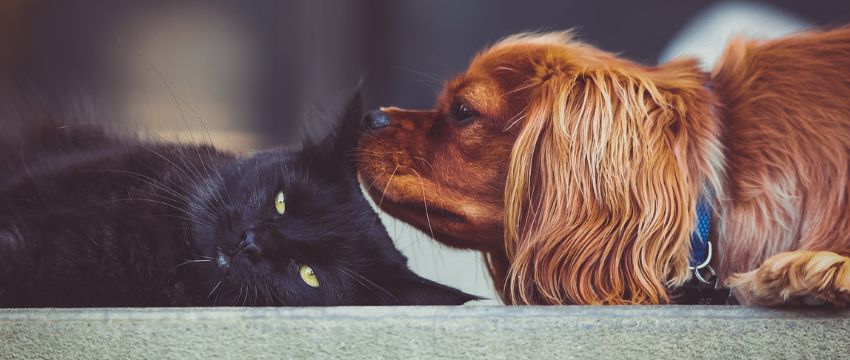 Nach dem Hundetraining ist auch in der Pension Entspannung angesagt