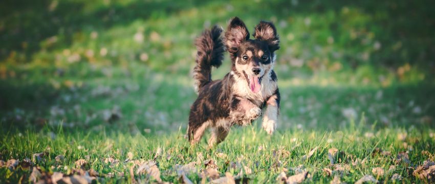 Training eines jungen Hundes bei Dogtrainingplus