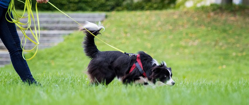 Hund beim Lesen einer Fährte fürs Mantrailing