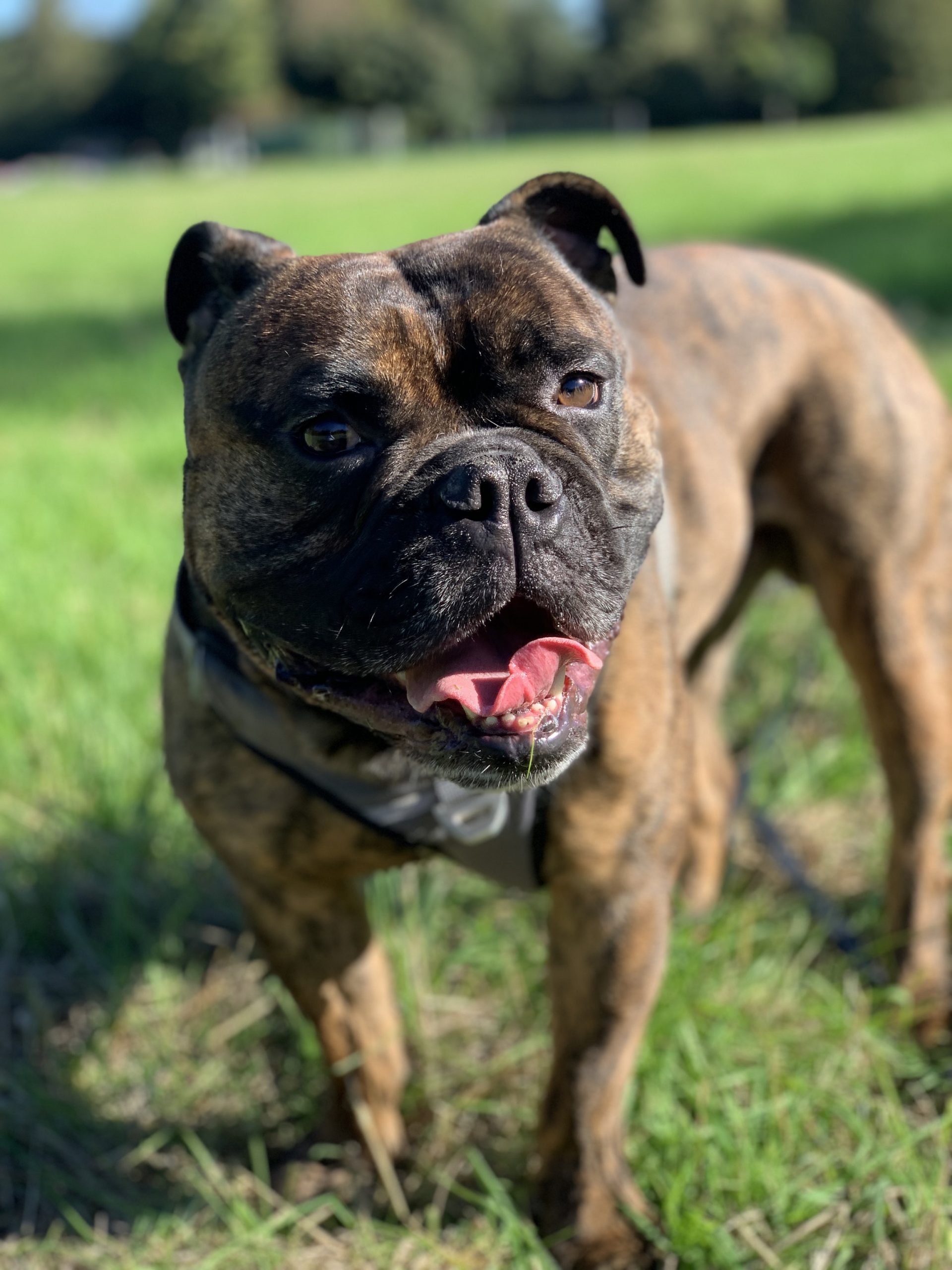 Die Hundetrainerin, die nicht nur Hunde, sondern auch Menschen erzieht!